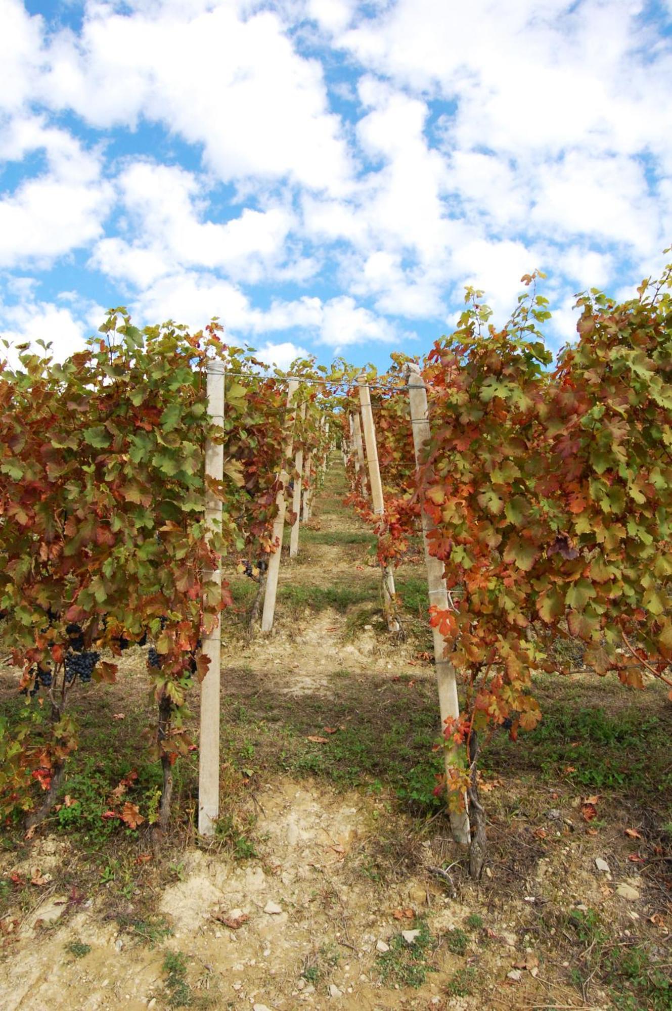 Montelupo Albese Agriturismo 'D Raine מראה חיצוני תמונה