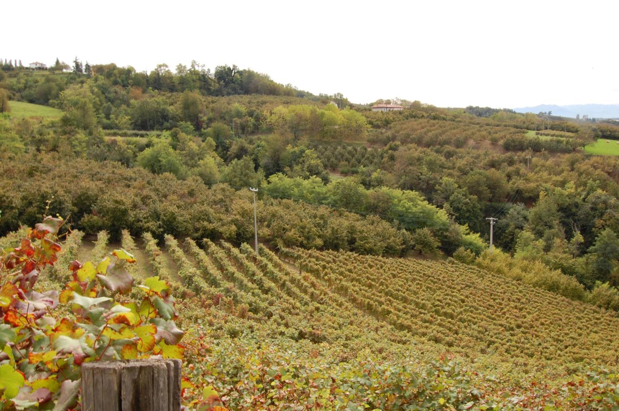 Montelupo Albese Agriturismo 'D Raine מראה חיצוני תמונה